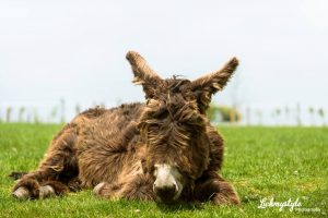 Wildlife Park Cork - Donkey
