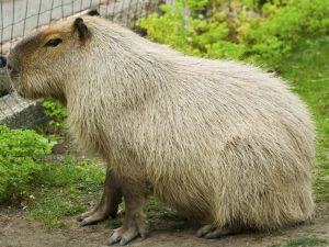 Capybara Open Farm Zoo
