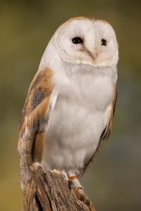 Barn-Owl